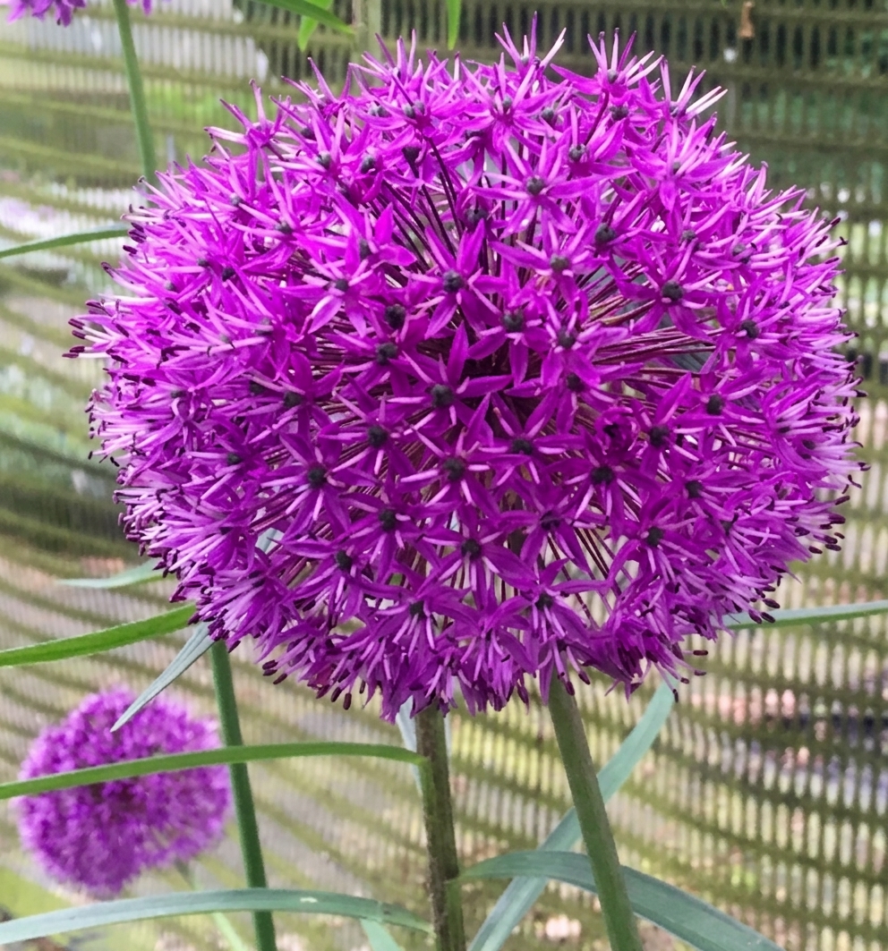 Allium aflatunese 'Purple Sensation'